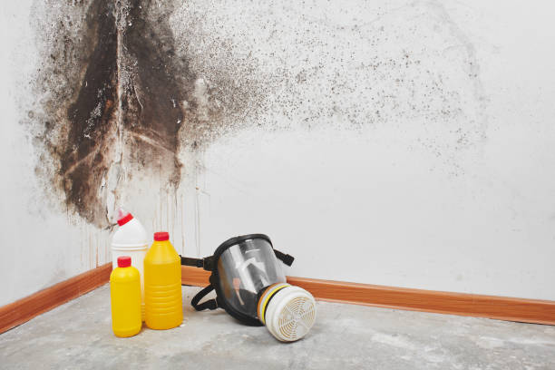 Best DIY Mold Remediation Support Services in Miami Springs, FL