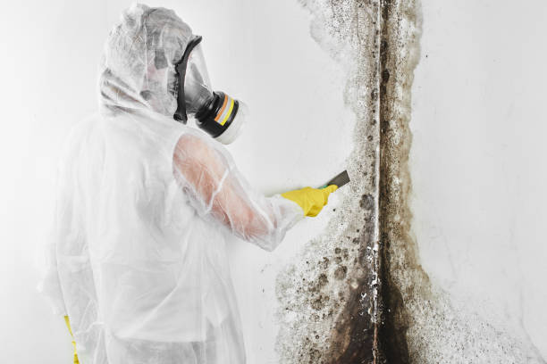 Best DIY Mold Remediation Support Services in Miami Springs, FL